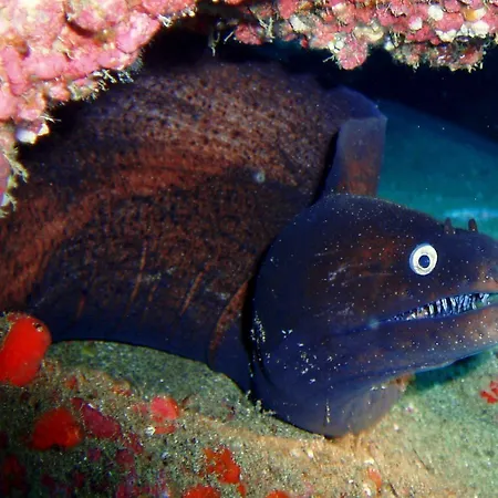 Orly Club Arena Dorada Διαμέρισμα *