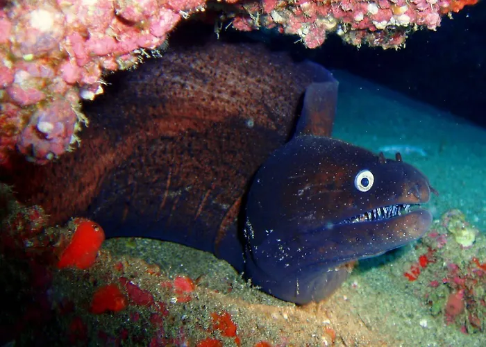 Orly Club Arena Dorada شقة *